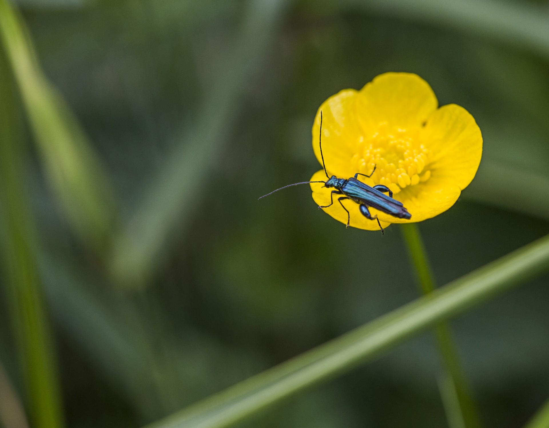 Bläulich-grün schimmernder, schmaler Käfer auf einer gelben Blüte.