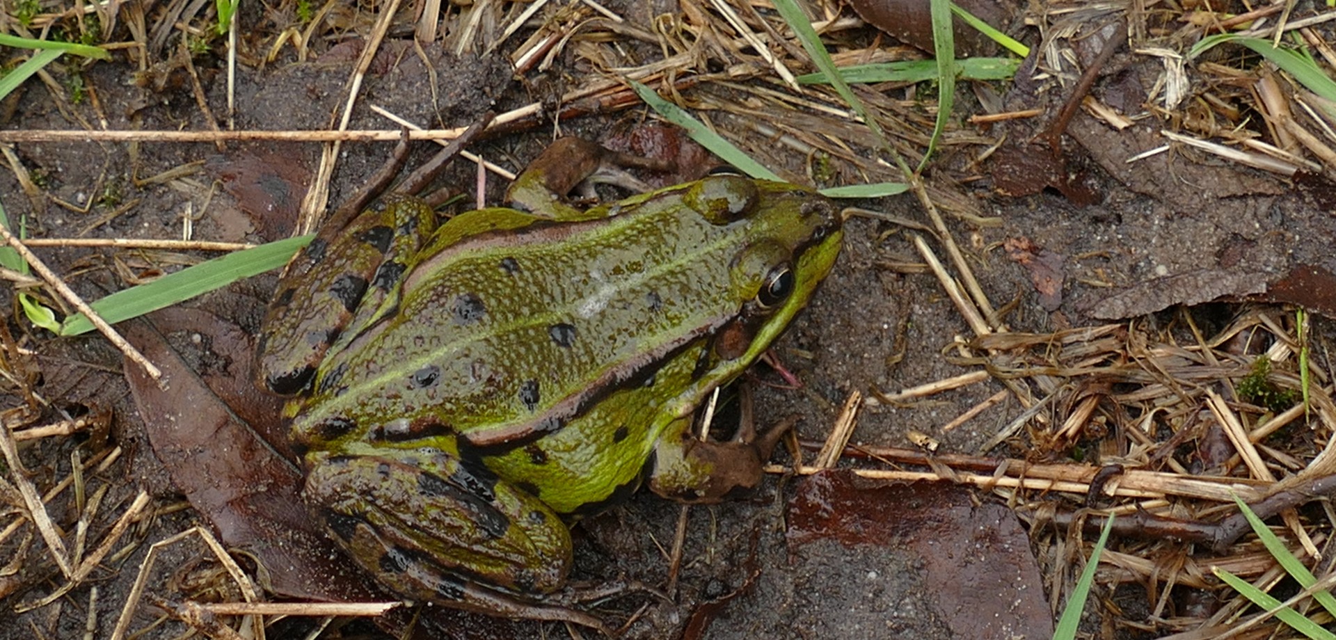 Teichfrosch Weibchen