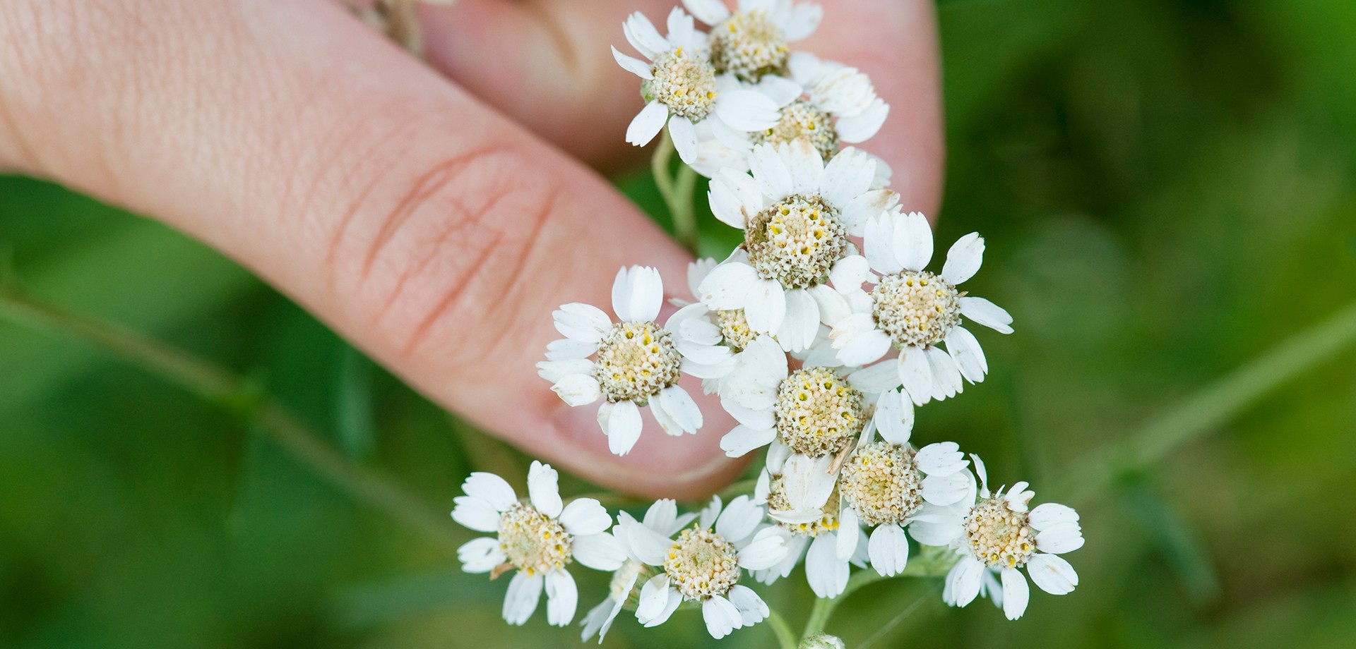 Blütenpflanze (Sumpfschafgarbe) in einer Hand. Foto: LWL/Oblonczyk