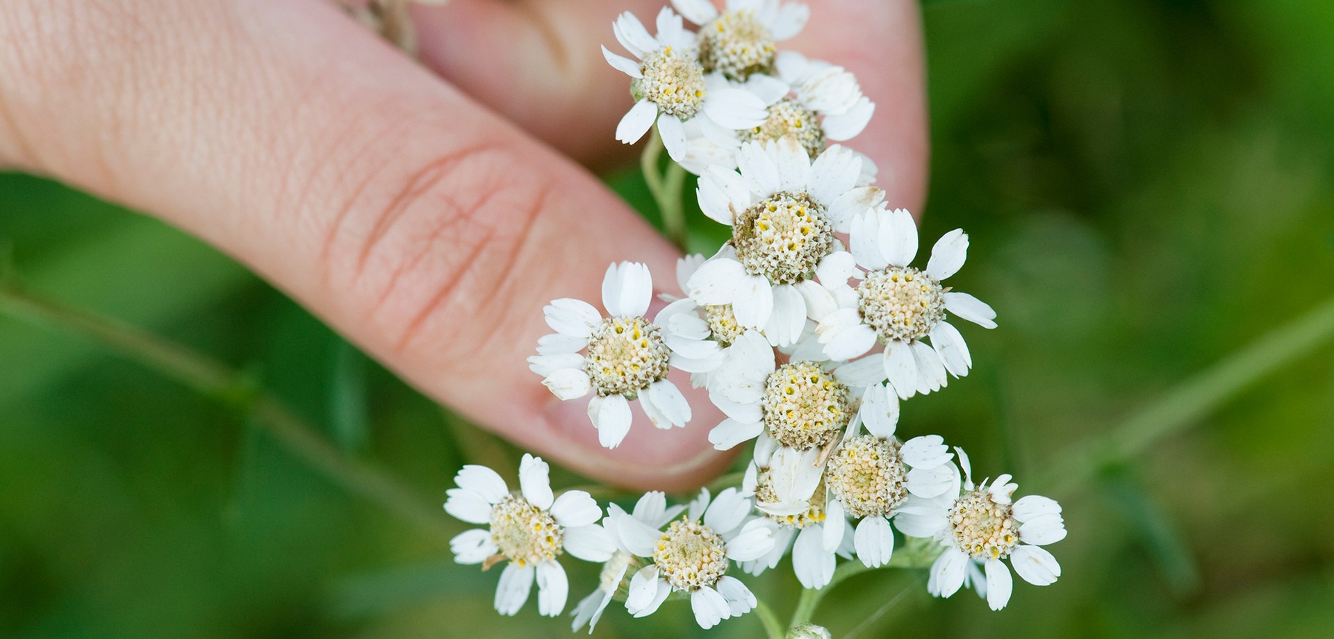 Blütenpflanze (Sumpfschafgarbe) in einer Hand.