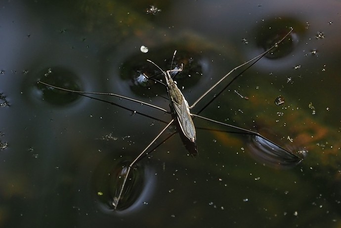 Sumpfwasserläufer (Aquarius paludum).