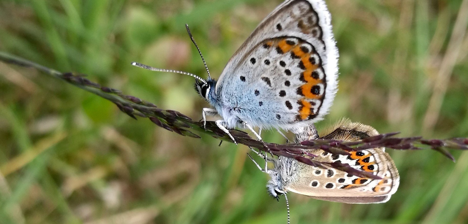 Schmetterling auf Ast sitzend.