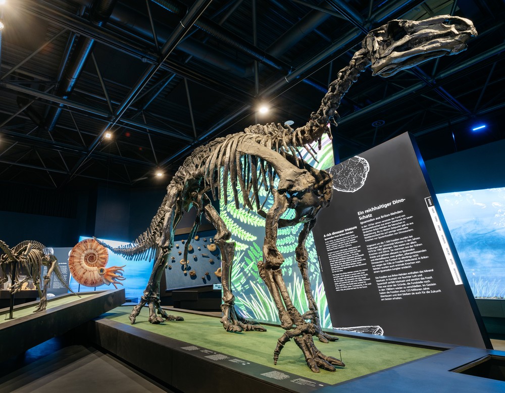 Skelett eines Iguanodons in der Ausstellung.