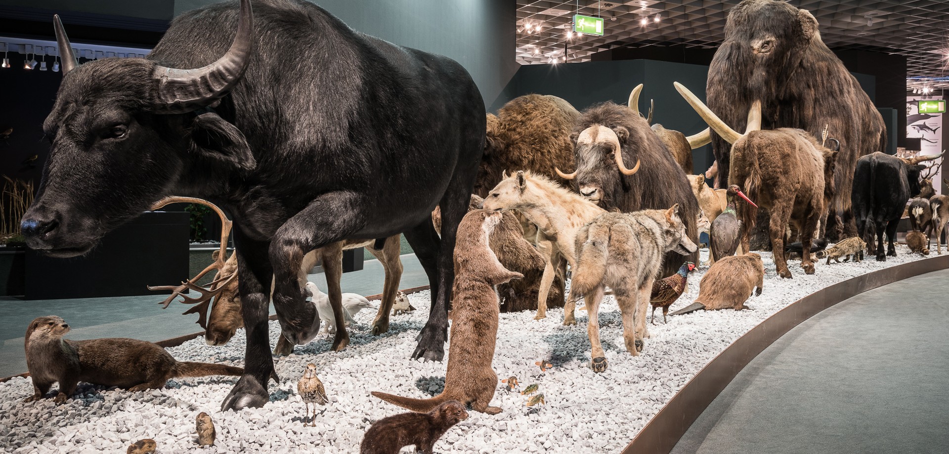 Vom Kommen und Gehen. Tierkarawane