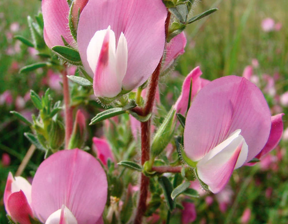 Cover der Zeitschrift "Natur und Heimat". Es sind Blumen zu sehen.