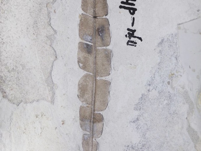 Laubblatt einer Bennettitee aus der Haifanggou-Formation in Daohugou, China (öffnet vergrößerte Bildansicht)
