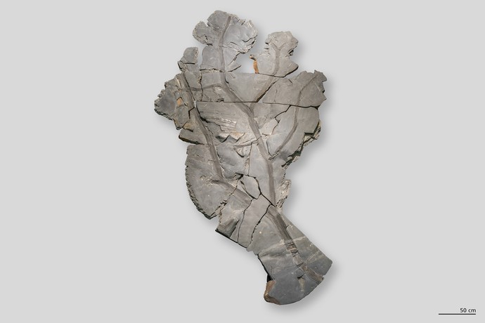 Fossilplatte eines Schuppenbaumes Lepidodendron (vergrößerte Bildansicht wird geöffnet)