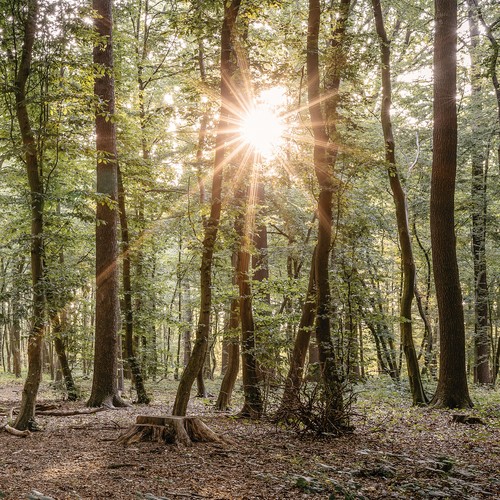 Waldboden mit schmalen, hohen Bäumen durch die Sonnenstrahlen hindurchbrechen.