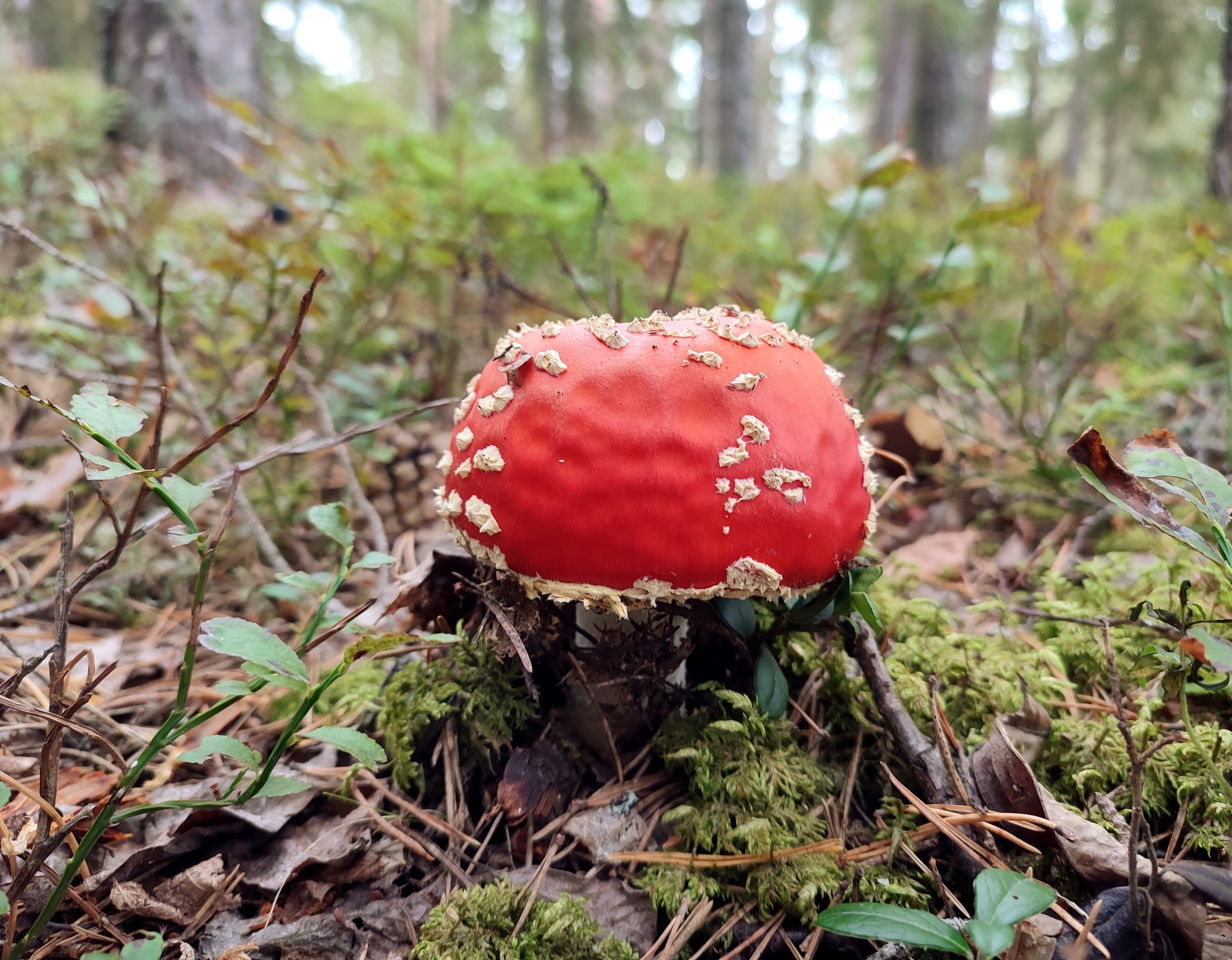 Ein Pilz mit einem roten, weißgepunkteten Hut.