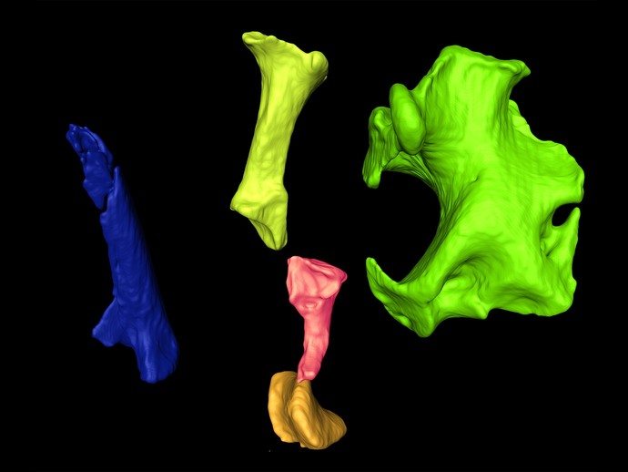 3D-Modell von Skelettteilen eines Maulwurfs (vergrößerte Bildansicht wird geöffnet)
