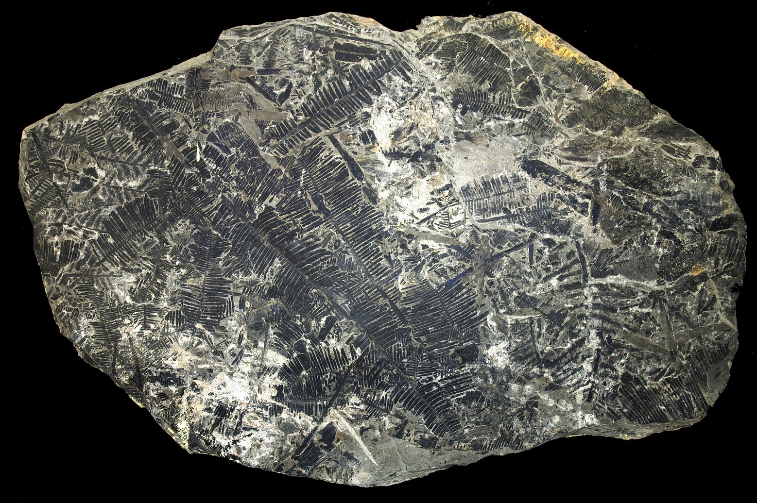 LWL Die Evolution der Cycadophyten LWLMuseum für Naturkunde mit