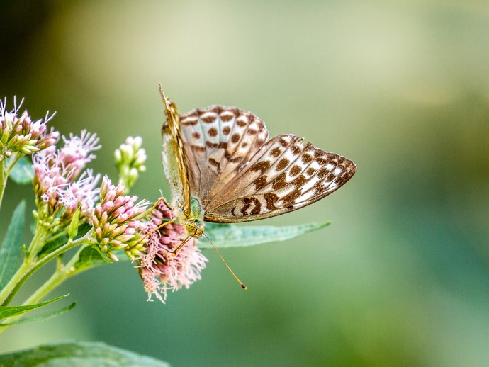 Ein Schmetterling namens Kaisermantel sitz auf einer Blüte. (vergrößerte Bildansicht wird geöffnet)