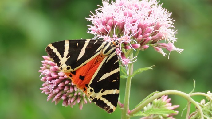 Falter: Spanische Flagge in schwarz-weiß und rot auf einer rosa Blüte