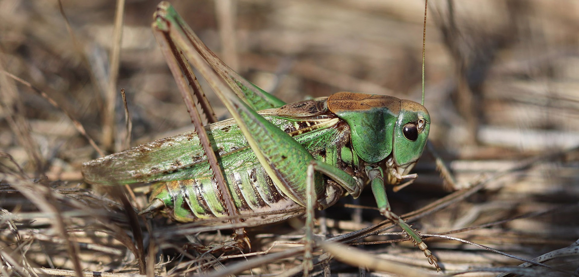 Warzenbeißer (Decticus verrucivorus) auf trockenem Grasboden.
