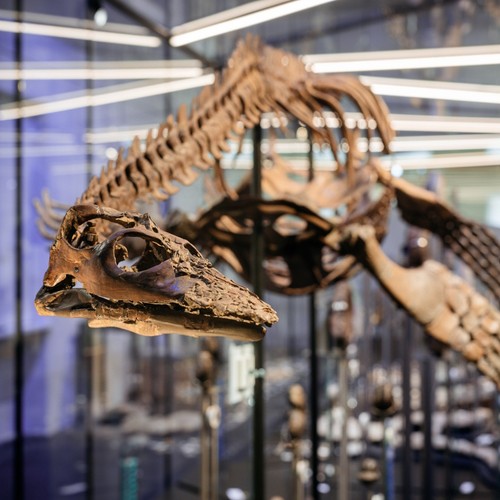 Skelett des Schwimmsauriers Brancasaurus in einer Vitrine.