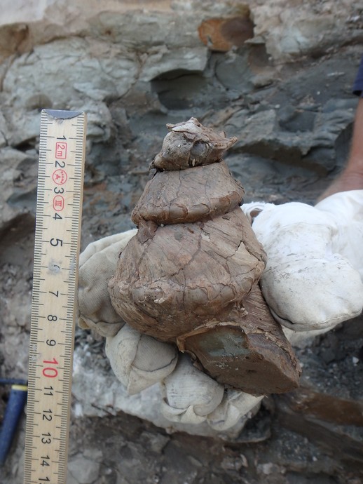 Eine behandschuhte Hand hält eine große fossile Schnecke. Daneben ein Zollstock der die Größe von ca. 11cm anzeigt. (vergrößerte Bildansicht wird geöffnet)