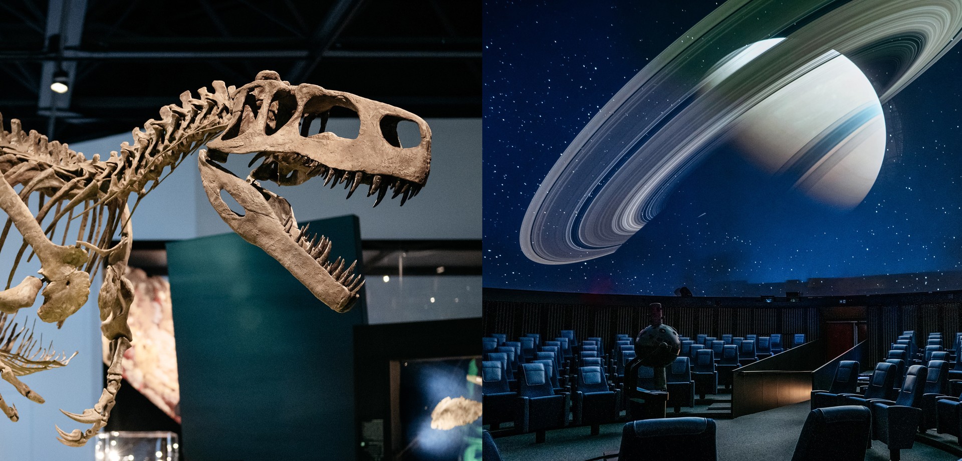 Wiehenvenator-Skelett im Ausstellungsraum und der Blick ins Planetarium mit Sitzen, Projektor und dem projizierten Saturn.
