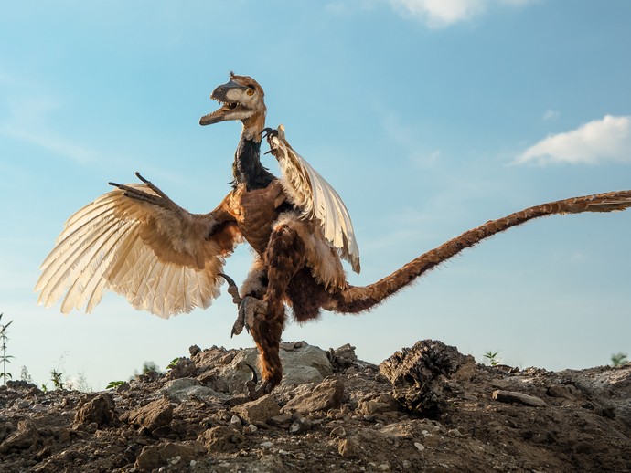 Der Dinosaurier Velociraptor in Szene. Foto LWL/Oblonczyk (öffnet vergrößerte Bildansicht)