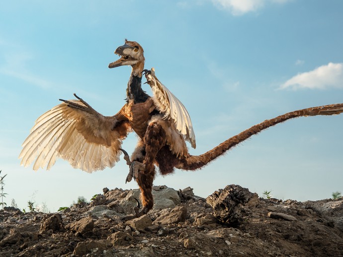 Der Dinosaurier Velociraptor in Szene. Foto LWL/Oblonczyk (vergrößerte Bildansicht wird geöffnet)