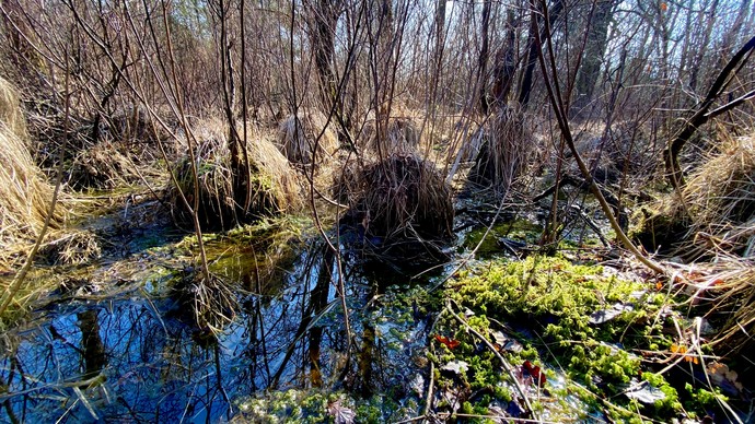 Moorlandschaft mit kleinen Wasserpools