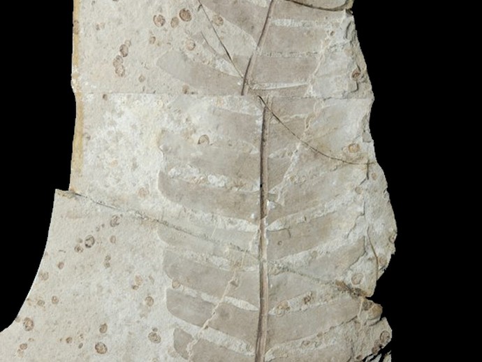 Unbeschriebene Bennettiteen-Beblätterung aus der Haifanggou-Formation in Daohugou, China. (öffnet vergrößerte Bildansicht)