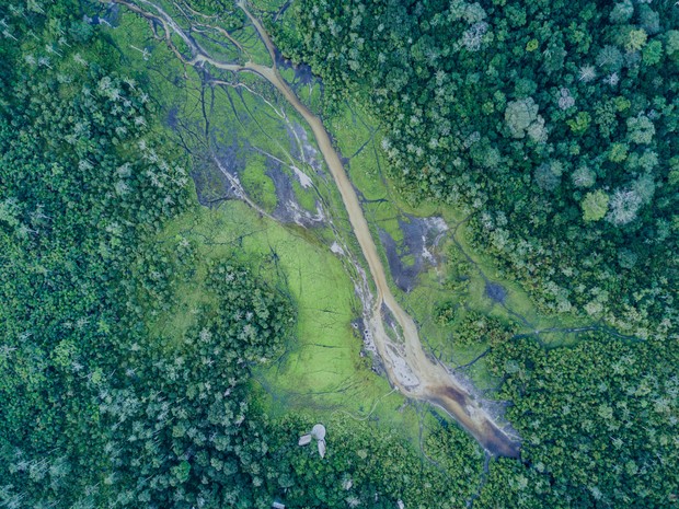 Luftaufnahme eines dichten, grünen Regenwaldes, durchzogen von einem schmalen, schlammigen Flusslauf mit verzweigten Wasseradern.