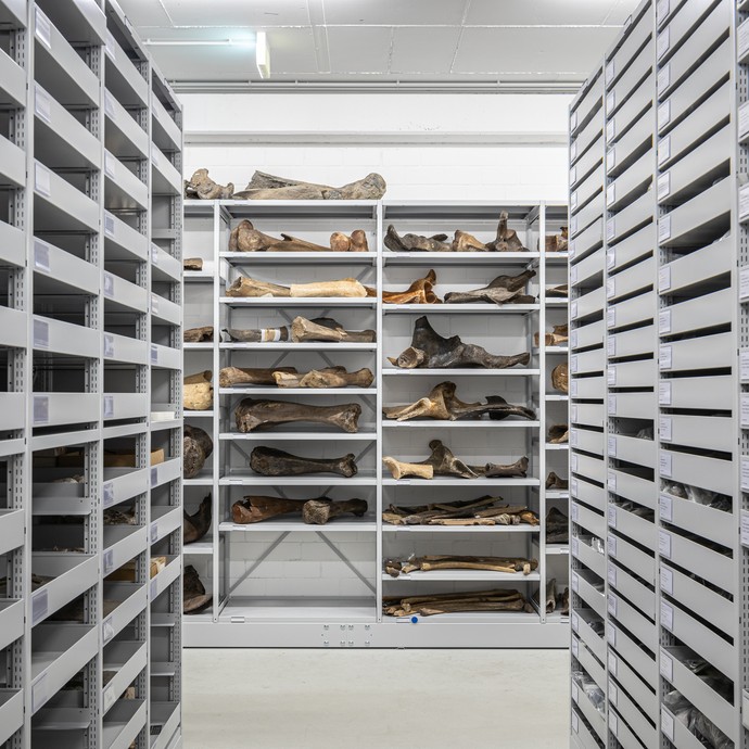 Blick auf Sammlungsregale mit fossilen Knochen (öffnet vergrößerte Bildansicht)