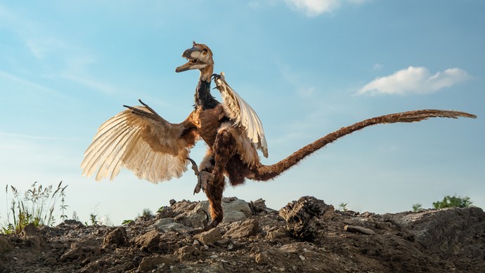 Velociraptor. Photo: LWL/Oblonczyk