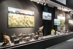 Eine Ausstellungsvitrine mit Tierpräparaten und Landschaftsfotografien.