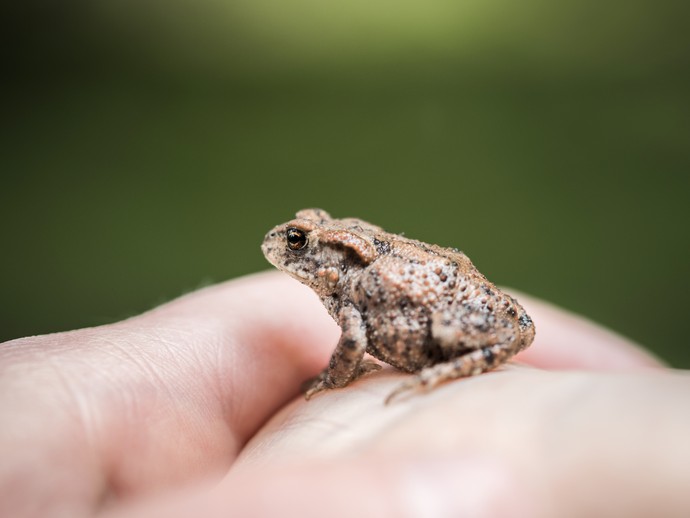 Eine kleine braune Kröte auf dem Handrücken einer Person. (vergrößerte Bildansicht wird geöffnet)