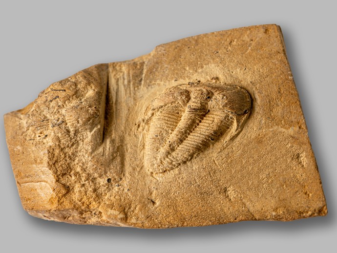 Trilobit aus dem Devon von Winterberg (vergrößerte Bildansicht wird geöffnet)