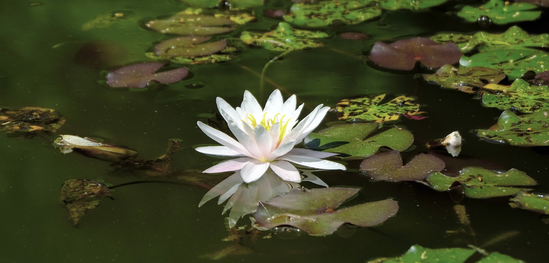 Seerose auf einem Heideweiher.