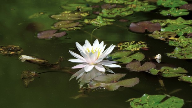 Seerose auf einem Heideweiher.