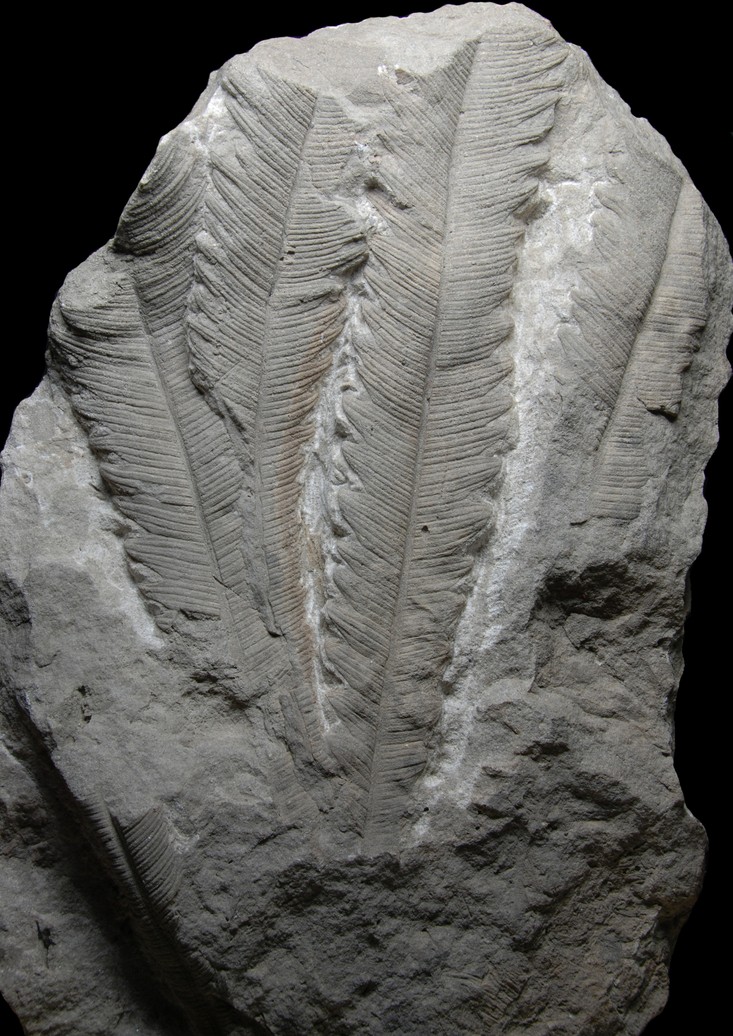 lwl-die-evolution-der-cycadophyten-lwl-museum-f-r-naturkunde-mit