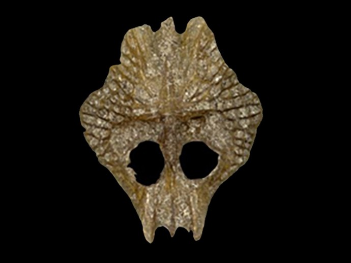 Fossile Dorsalplatte eines Stichlings aus der Münsterschen Aa (öffnet vergrößerte Bildansicht)