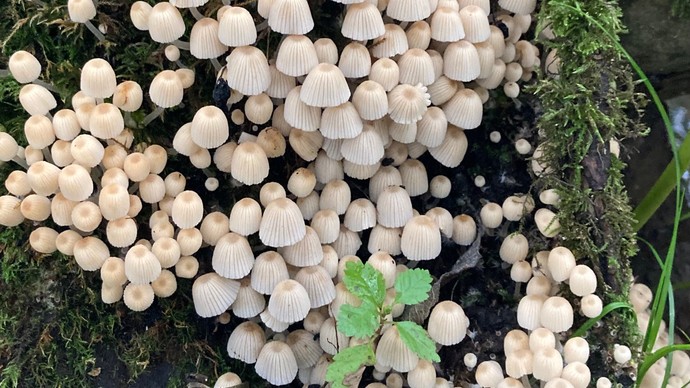 Gesäter Tintling: Dutzende kleiner weißlicher Pilze wachsen neben und übereinander an einem moosigen Baumstamm.