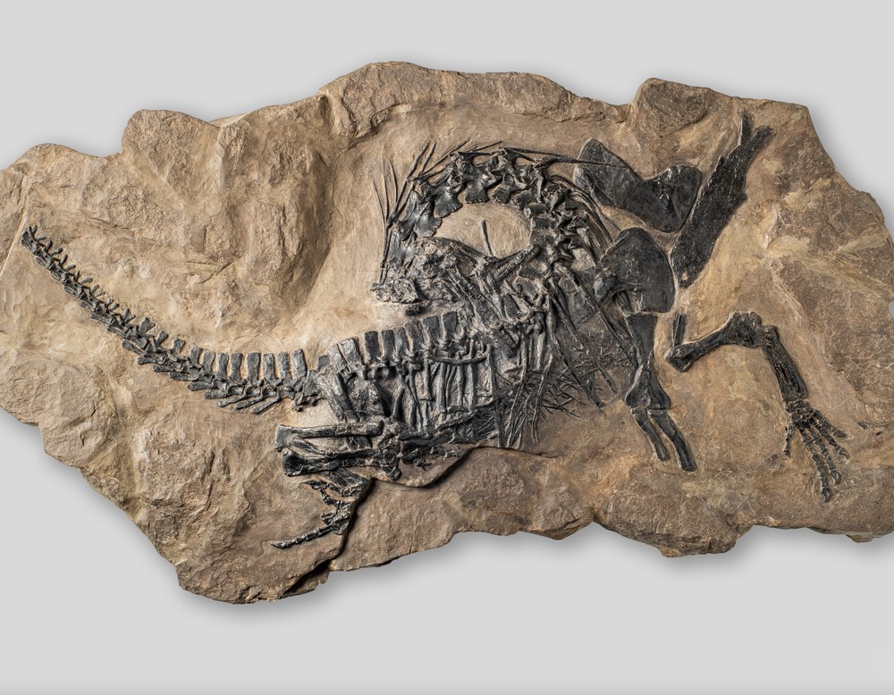 Fossilplatte mit Skelett des Protorosaurus.
