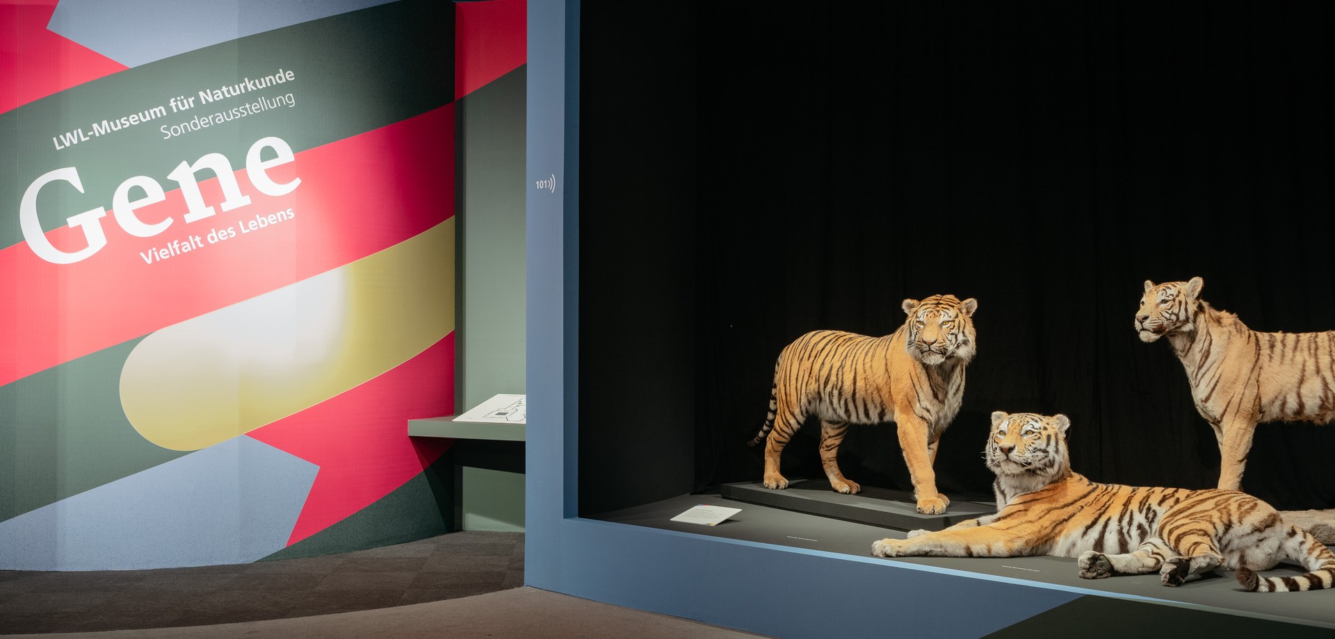 The photo shows three tigers and the entrance to the exhibition “Genes – The Diversity of Life.”