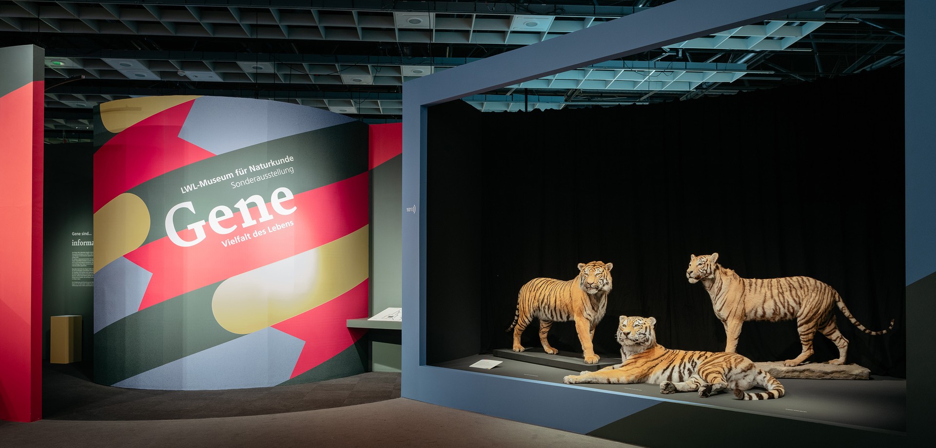 Eingang der Ausstellung mit Tiger-Inszenierung, bunten Wandfarben und Text: LWL-Museum für Naturkunde, Sonderausstellung, Gene - Vielfalt des Lebens.