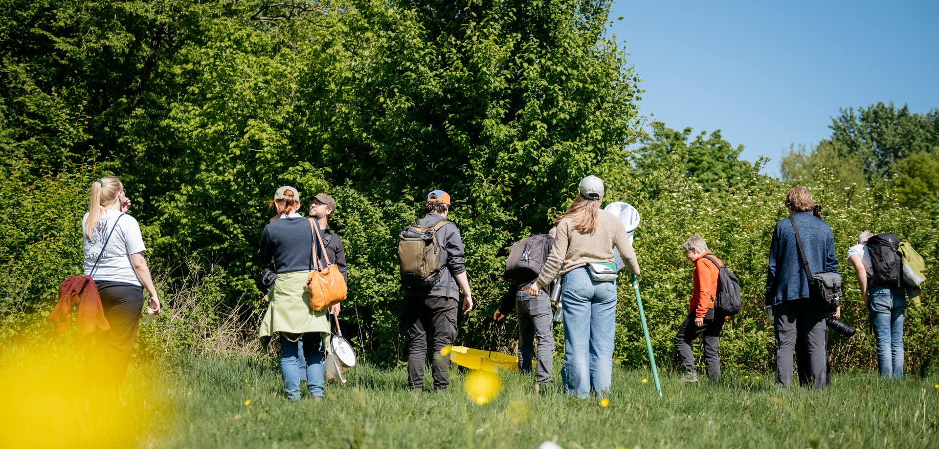 Verschiedene Aktionen zum Kennenlernen der Vielfalt: Hier werden bei sonnigem Wetter auf Wiesen und in Büschen Insekten gesucht und bestimmt.