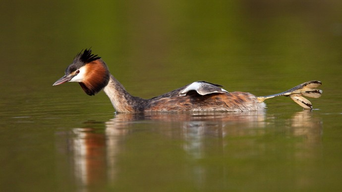 Wasservogelmonitoring