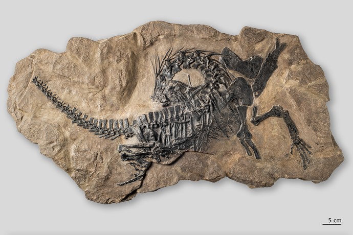 Fossilplatte Protorosaurus (vergrößerte Bildansicht wird geöffnet)