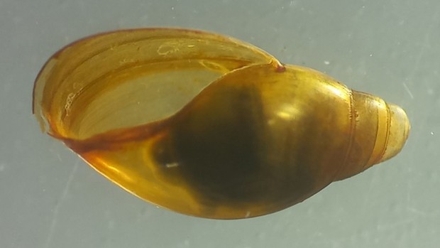 Moosblasenschnecke