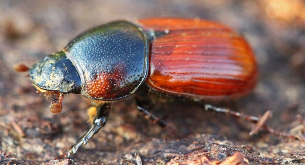 Suchender Dungkäfer (Coprimorphus scrutator)