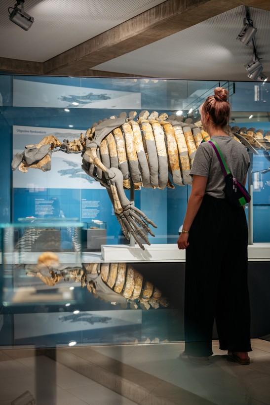 Eine Frau schaut in einem Museum in eine Vitrine mit einem Seekuhskelett. Eine Frau schaut in einem Museum in eine Vitrine mit einem Seekuhskelett.