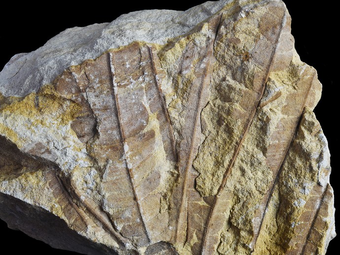 Fossil eines Blattbüschel von Nilssonia aus der Unterkreide von Tecklenburg-Brochterbeck (vergrößerte Bildansicht wird geöffnet)