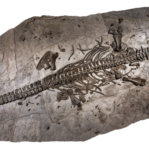 Fossilskeltett des Westphaliasaurus simonsensii auf einer Steinplatte.