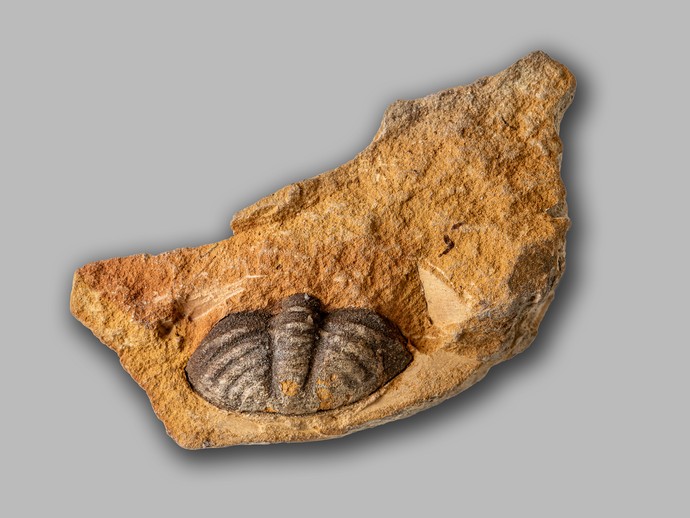 Trilobit aus dem Devon von Winterberg (vergrößerte Bildansicht wird geöffnet)