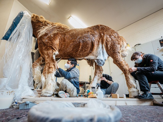 Das Team der zoologischen Präparationswerkstatt präpariert ein Rückepferd im LWL-Museum für Naturkunde. Foto: LWL/Steinweg (öffnet vergrößerte Bildansicht)