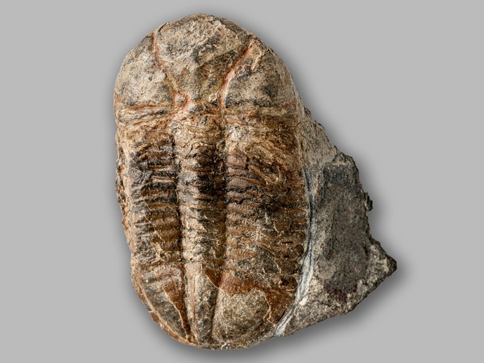 Trilobit aus dem Devon von Winterberg (vergrößerte Bildansicht wird geöffnet)